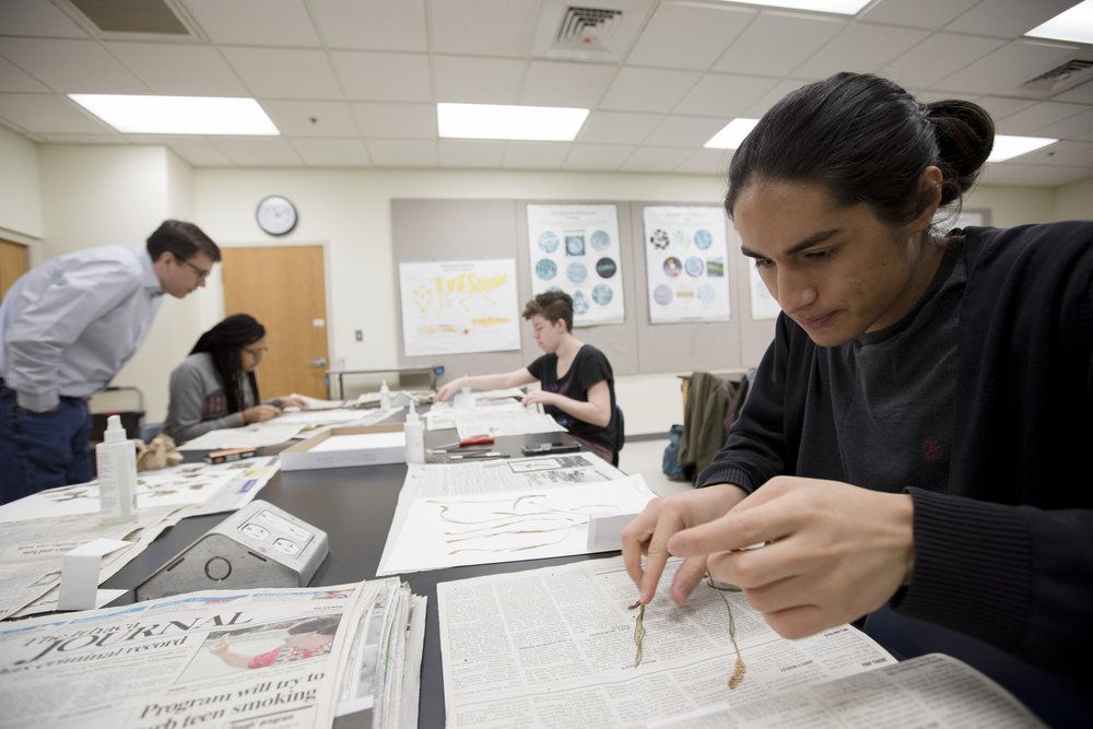 Rian Szende ‘20, Imani Badillo, ‘22, and Renee Geyer ‘21 work with Professor of Biology Michael Moore to preserve plant specimens for the college’s herbarium.