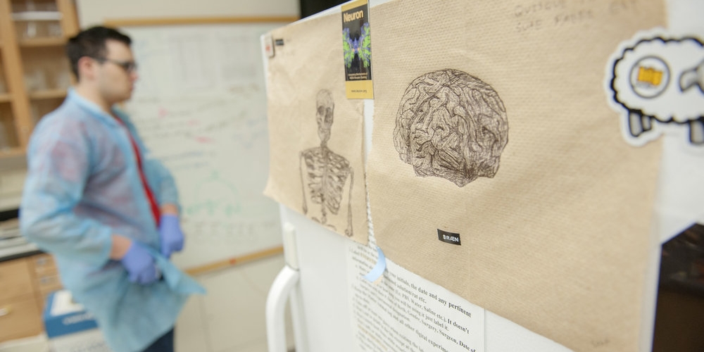 Student walks past pictures of a brain and skeleton.