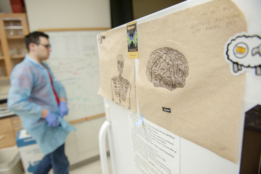 Student walks past pictures of a brain and skeleton.