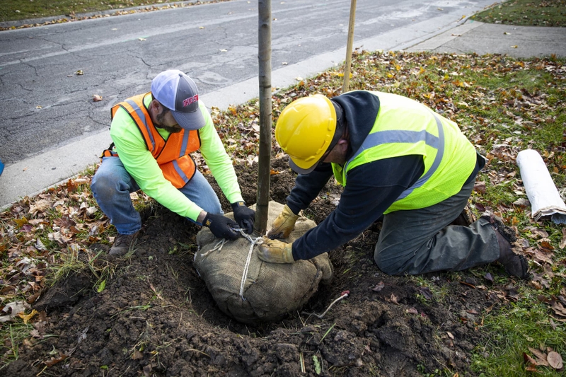 Two men plant a small tree.