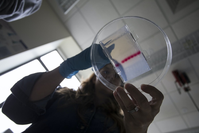 A woman holds a petri dish.