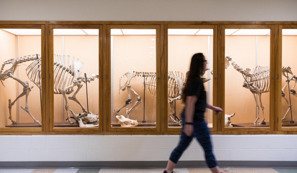 Student walking by display cases.