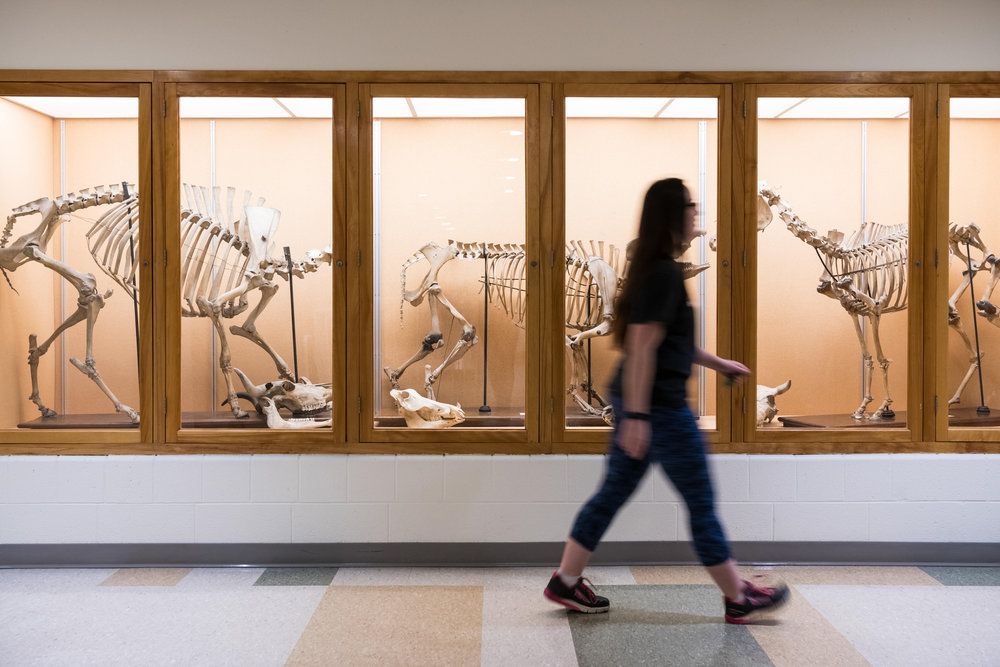 Student walking by display cases.