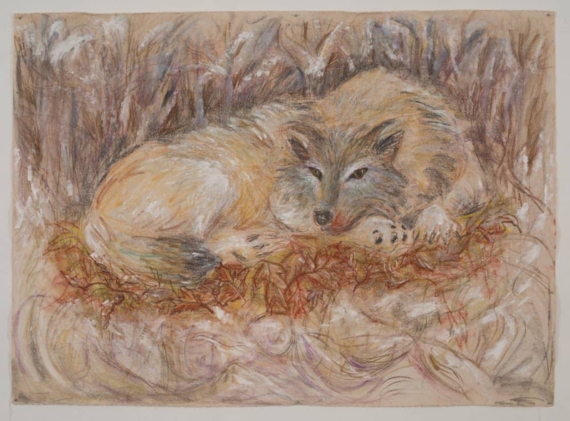 A colored pencil drawing of a wolf laying down.
