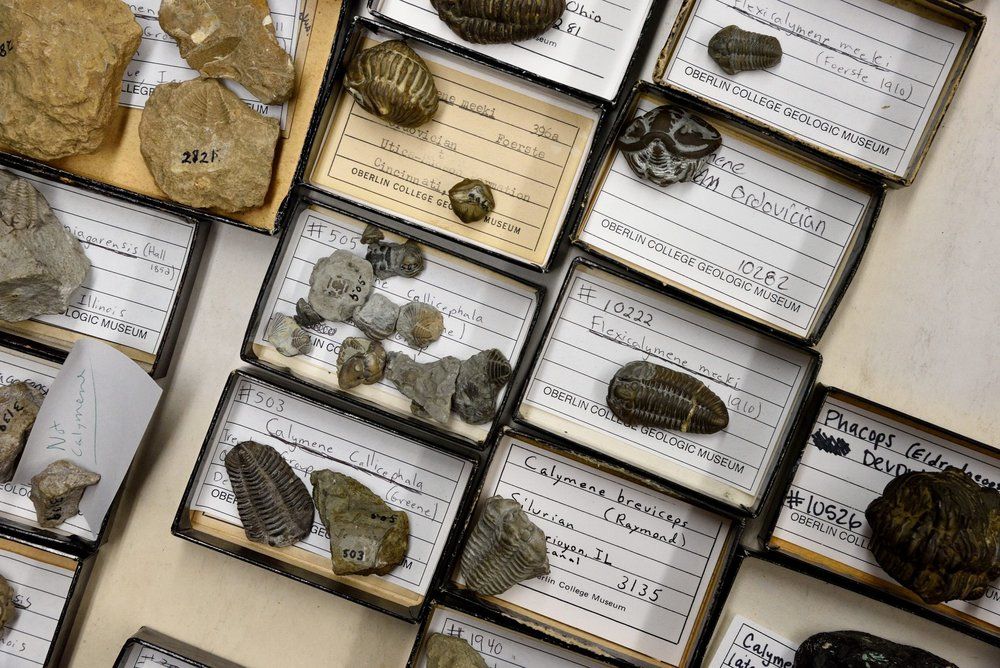 Trays of fossils.
