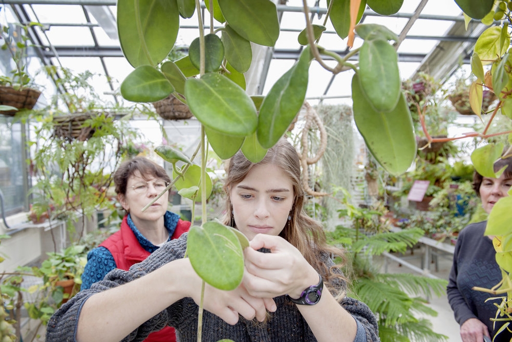 Julia Butler ‘19 (center), Professor of Biology Mary Garvin (left), greenhouse manager Judy Laushman (right), and Will Wickham '19 (not shown) release beetles in the Science Center greenhouse in hopes of controlling the space's mealybug infestation, a common problem in greenhouses.