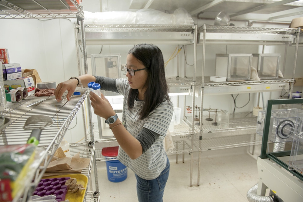Madeleine Gefke '20 prepares to feed hundreds of hungry mosquitoes in Professor of Biology Mary Garvin’s mosquito lab. Garvin’s current research focuses on West Nile Virus and the interaction between birds and mosquitoes.