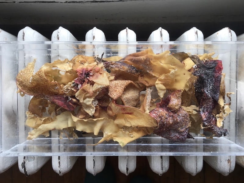 Fruit skins and long strips of wax in a clear box