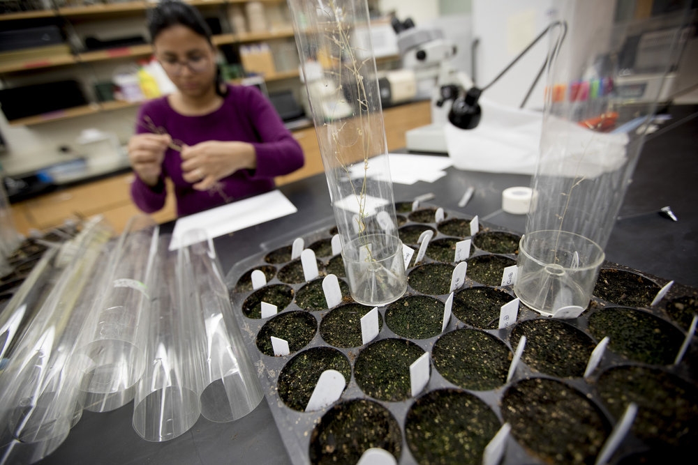 Research Specialist Juhi Chaudhary harvests seeds in Professor Marta Laskowski’s biology lab.